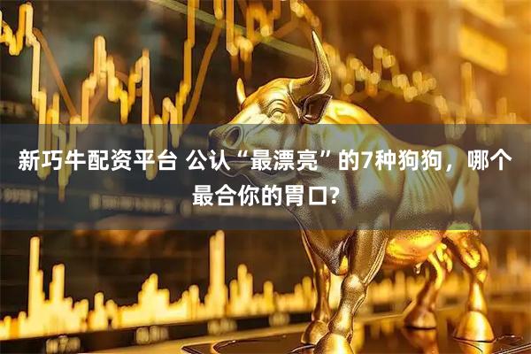 新巧牛配资平台 公认“最漂亮”的7种狗狗，哪个最合你的胃口?
